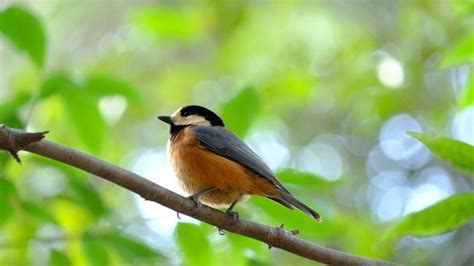 鳥 庭|庭に野鳥を呼ぼう！！